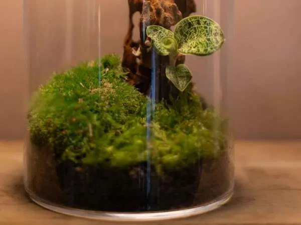 Terrarium Workshop